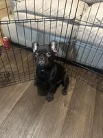 Blacky, a male French Bulldog for sale in Phoenix, AZ – 2 of 2