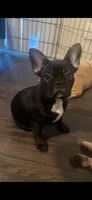 Panter, a female French Bulldog for sale in Phoenix, AZ – 2 of 3