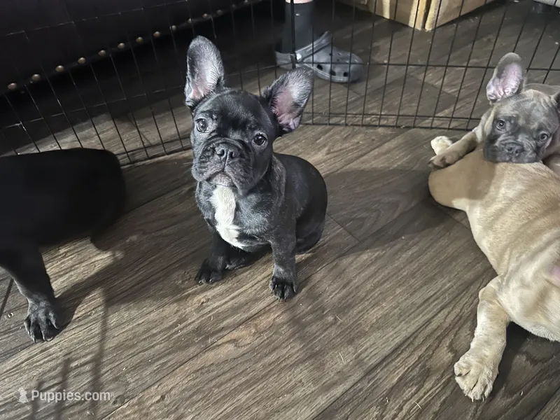 Panter – French Bulldog puppy for sale in Phoenix, AZ