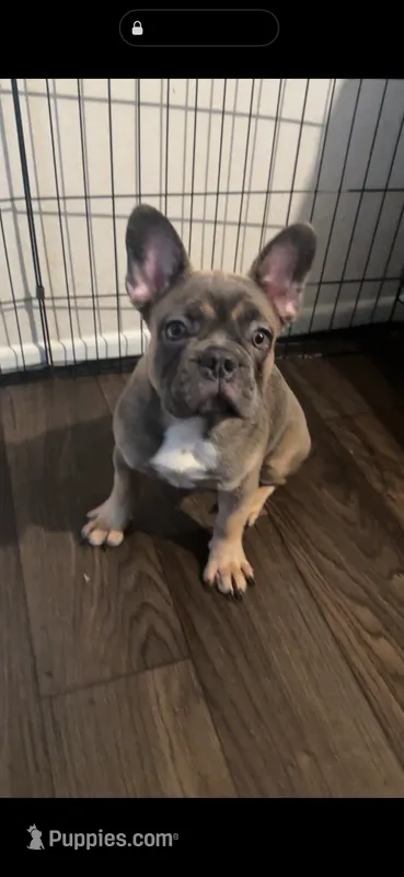Luna – French Bulldog puppy for sale in Phoenix, AZ
