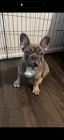 Luna, a female French Bulldog for sale in Phoenix, AZ – 1 of 3