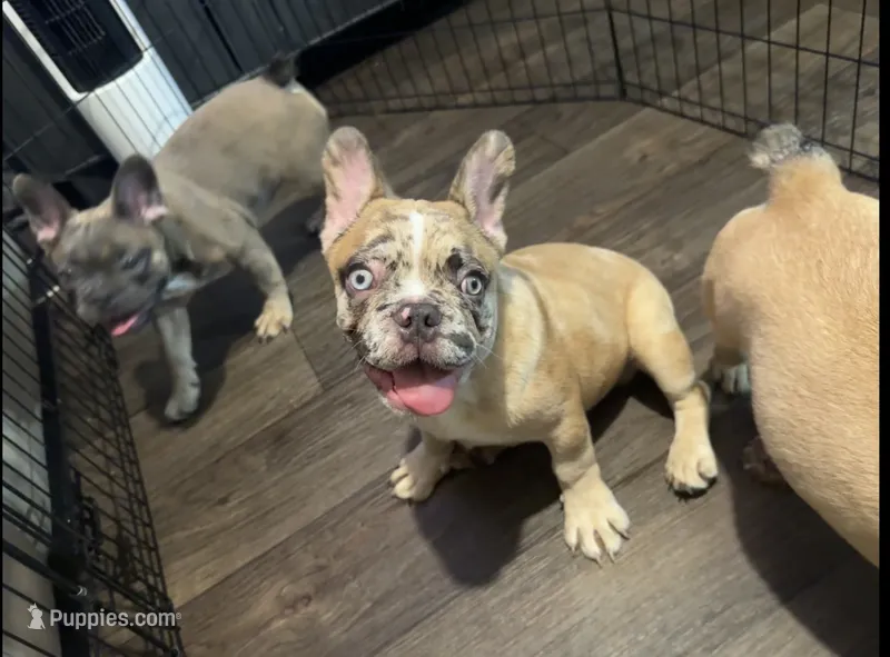 Tiger – French Bulldog puppy for sale in Phoenix, AZ