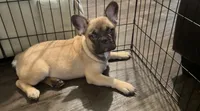 Canelo, a male French Bulldog for sale in Phoenix, AZ – 4 of 4