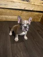 Tiger, a male French Bulldog for sale in Phoenix, AZ – 3 of 3