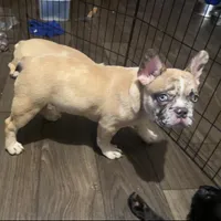 Tiger, a male French Bulldog for sale in Phoenix, AZ – 2 of 3