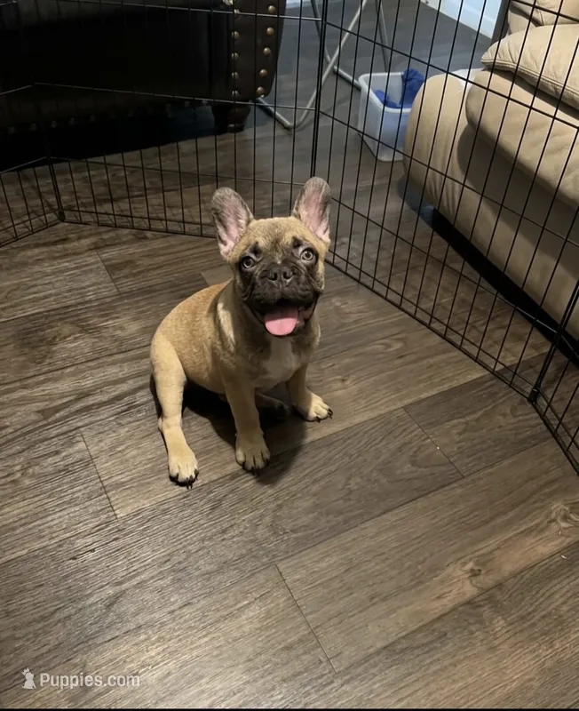 Canelo – French Bulldog puppy for sale in Phoenix, AZ