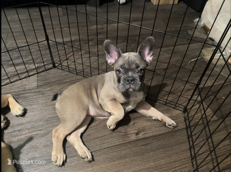 Luna – French Bulldog puppy for sale in Phoenix, AZ