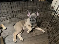 Luna, a female French Bulldog for sale in Phoenix, AZ – 1 of 3