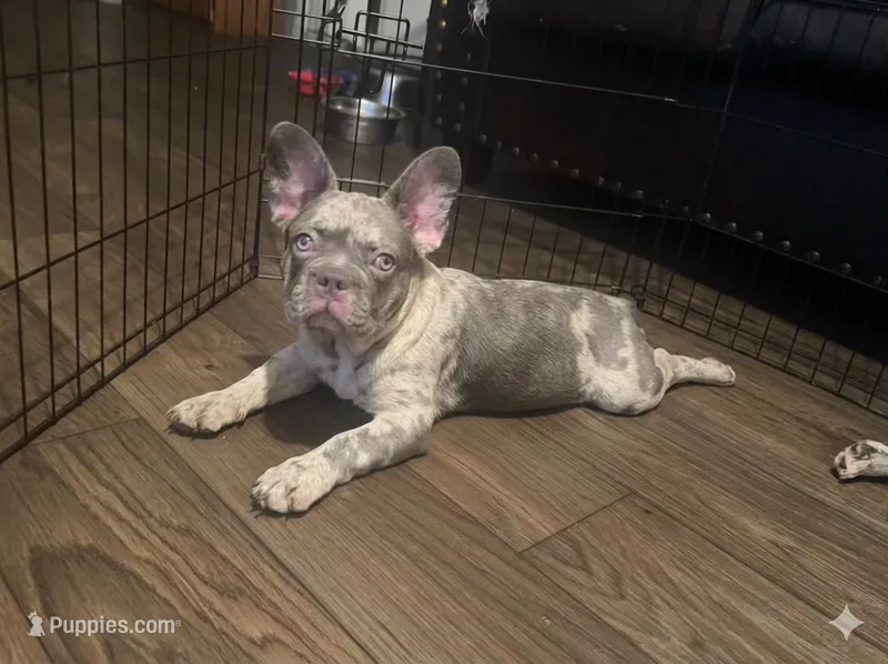 Gorilla  – French Bulldog puppy for sale in Phoenix, AZ