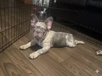 Gorilla , a male French Bulldog for sale in Phoenix, AZ – 1 of 2