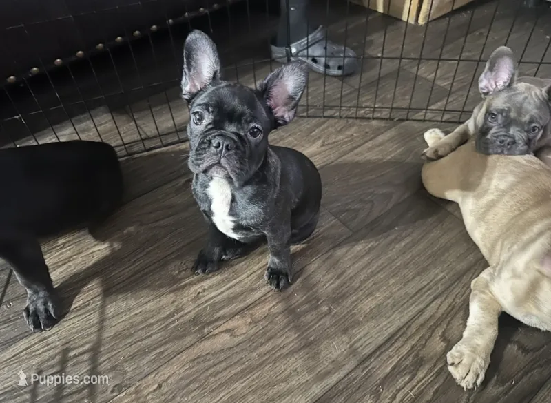 Panter – French Bulldog puppy for sale in Phoenix, AZ