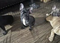 Panter, a female French Bulldog for sale in Phoenix, AZ – 1 of 3