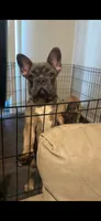 Luna, a female French Bulldog for sale in Phoenix, AZ – 2 of 3