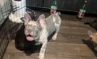 Gorilla , a male French Bulldog for sale in Phoenix, AZ – 2 of 2