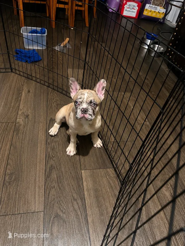 Tiger – French Bulldog puppy for sale in Phoenix, AZ