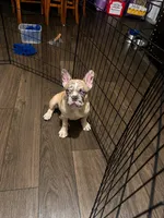 Tiger, a male French Bulldog for sale in Phoenix, AZ – 1 of 3