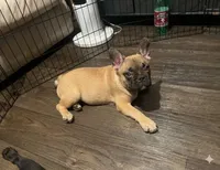 Canelo, a male French Bulldog for sale in Phoenix, AZ – 2 of 2