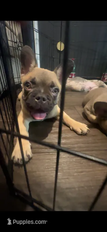 Canelo – French Bulldog puppy for sale in Phoenix, AZ