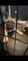 Canelo, a male French Bulldog for sale in Phoenix, AZ – 1 of 2