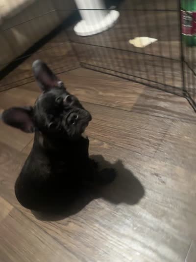 Panter, a female French Bulldog for sale in Phoenix, AZ – 3 of 3