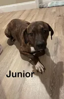 Junior , a male Afghan Hound and Labrador Retriever for sale in Trenton, NJ – Photo 1 of 2