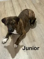 Junior , a male Afghan Hound and Labrador Retriever for sale in Trenton, NJ – Photo 2 of 2