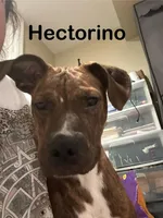 Hector , a male Afghan Hound and Labrador Retriever for sale in Trenton, NJ – Photo 2 of 3