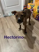 Hector , a male Afghan Hound and Labrador Retriever for sale in Trenton, NJ – Photo 3 of 3