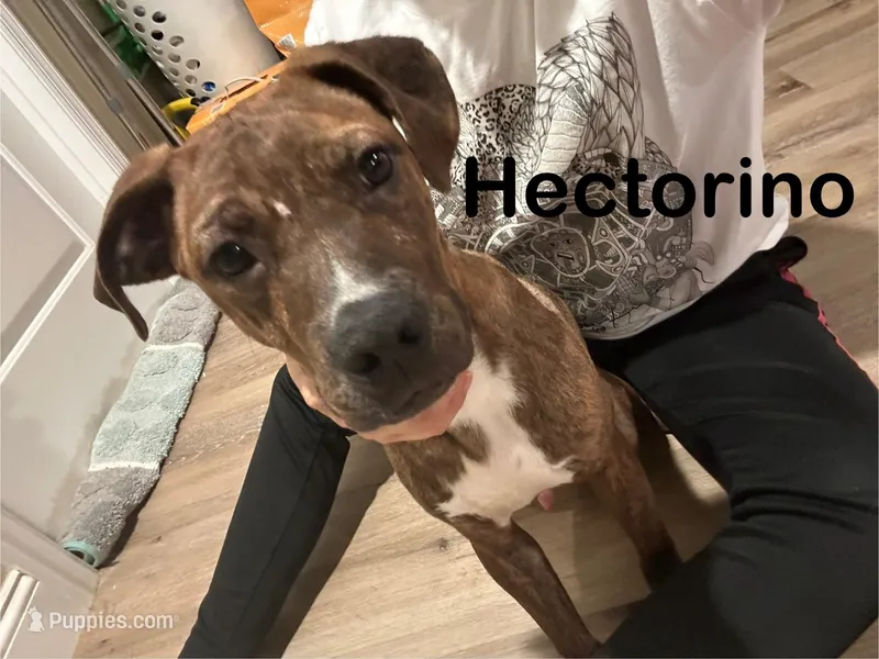 Hector  – Afghan Hound, Labrador Retriever puppy for sale in Trenton, NJ