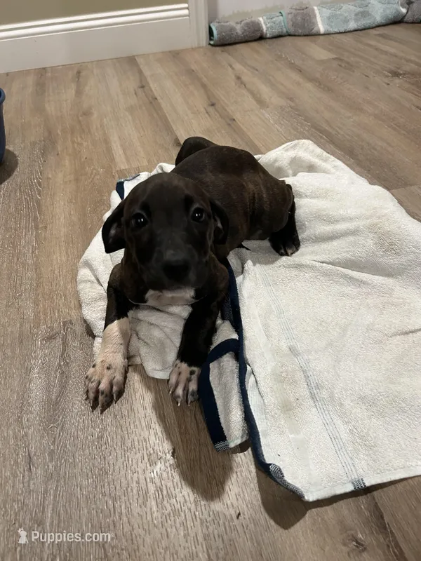 Midnight – Afghan Hound, Labrador Retriever puppy for sale in Trenton, NJ