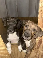 Midnight, a female Afghan Hound and Labrador Retriever for sale in Trenton, NJ – Photo 2 of 2