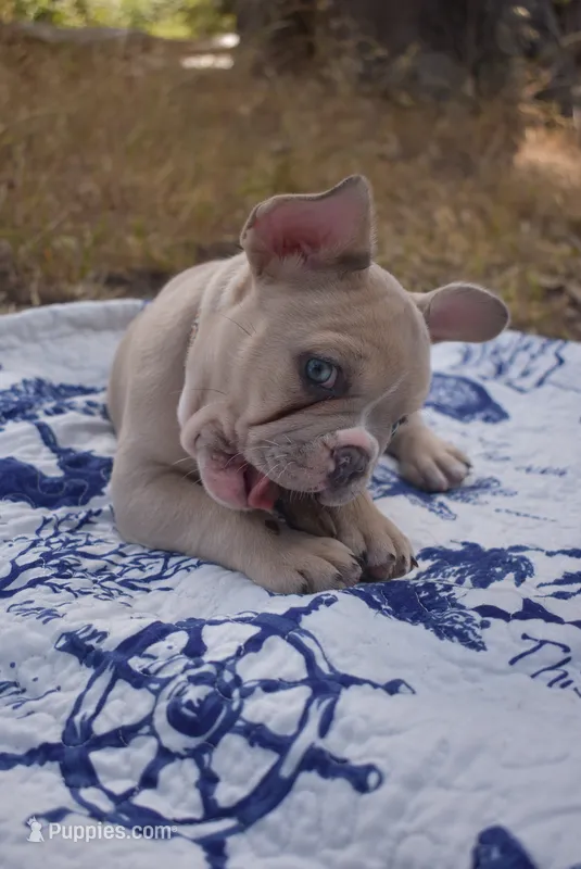 Gracie – French Bulldog puppy for sale in Moss Beach, CA
