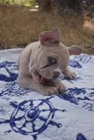 Gracie, a female French Bulldog for sale in Moss Beach, CA – 1 of 9