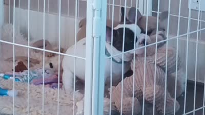 Gracie, a female French Bulldog for sale in Moss Beach, CA – 10 of 10