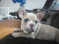 Gracie, a female French Bulldog for sale in Moss Beach, CA – 1 of 10