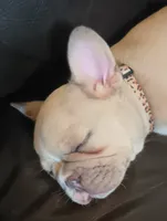 Gracie, a female French Bulldog for sale in Moss Beach, CA – 3 of 10