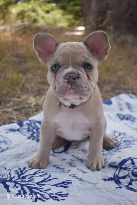 Gracie – French Bulldog puppy for sale in Moss Beach, CA
