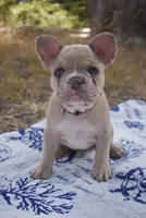 Gracie, a female French Bulldog for sale in Moss Beach, CA – 3 of 9