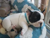 Oreo, a male French Bulldog for sale in Moss Beach, CA – 5 of 10