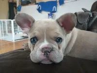 Gracie, a female French Bulldog for sale in Moss Beach, CA – 5 of 10