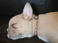 Gracie, a female French Bulldog for sale in Moss Beach, CA – 2 of 10