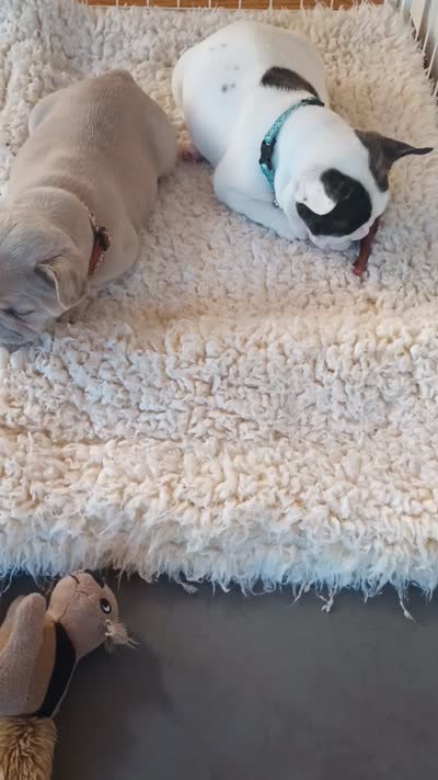 Gracie, a female French Bulldog for sale in Moss Beach, CA – 9 of 10