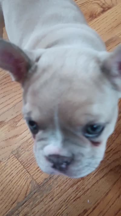 Gracie, a female French Bulldog for sale in Moss Beach, CA – 8 of 9