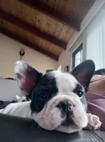 Oreo, a male French Bulldog for sale in Moss Beach, CA – 1 of 10