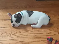 Oreo, a male French Bulldog for sale in Moss Beach, CA – 6 of 10