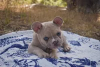 Gracie, a female French Bulldog for sale in Moss Beach, CA – 2 of 9
