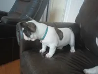 Oreo, a male French Bulldog for sale in Moss Beach, CA – 8 of 10