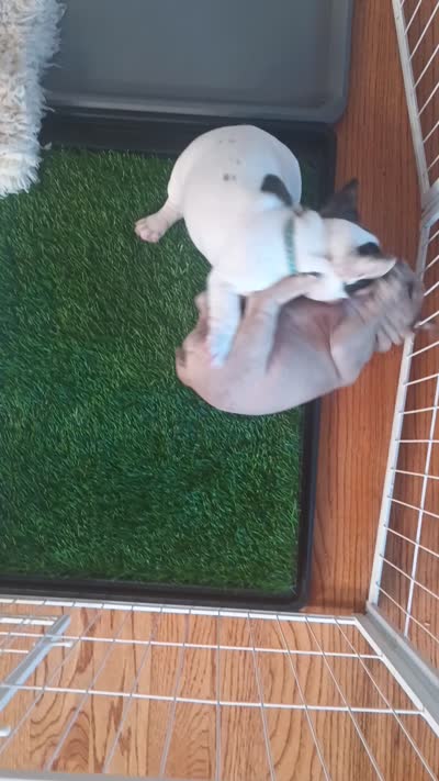 Gracie, a female French Bulldog for sale in Moss Beach, CA – 9 of 9