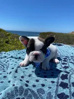 Oreo, a male French Bulldog for sale in Moss Beach, CA – 4 of 10