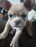 Gracie, a female French Bulldog for sale in Moss Beach, CA – 4 of 10